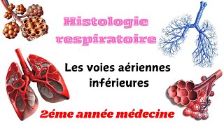 HISTOLOGIE RESPIRATOIRE  Les voies aériennes inférieures 2éme année médecine [upl. by Ailefo]