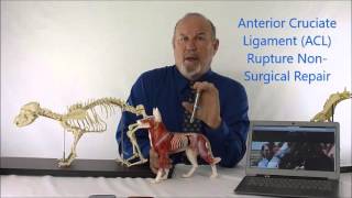 Information on ACL Anterior Cruciate Ligament Non surgical Repair [upl. by Phare]