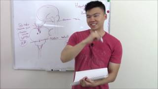 USMLE Neurology 20 Neuro Pathology Herniations [upl. by Alberta222]