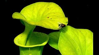 Fly Catcher  Sarracenia [upl. by Kirad985]