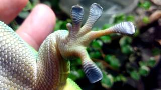 SUSURRANDO A UN PHELSUMA MADAGASCARIENSIS GRANDIS [upl. by Alyag]