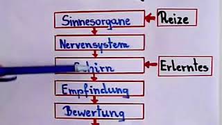 Psychologie lernen  Wahrnehmung [upl. by Cicily]