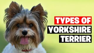 The 7 Types of Yorkshire Terrier Breeds [upl. by Rugen153]