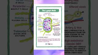 Lymph Node [upl. by Fabriane]