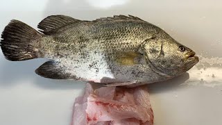 Atlantic tripletail fish cutting skillskural mass  kareepettifullvideowatch [upl. by Greenstein283]