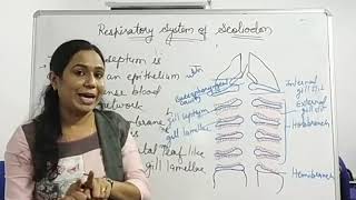 BSc IInd Year Respiratory System of Scoliodon Dr Anju Chouhan [upl. by Nyleimaj]