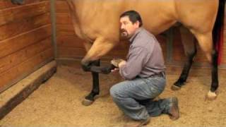 Proper Equine Chiropractic Explained By Mark DePaolo DVM [upl. by Benoit]