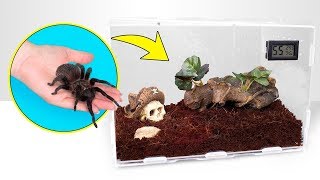 Cómo crecen las tarántulas  Una perfecta casa para tu mascota araña [upl. by Farly]