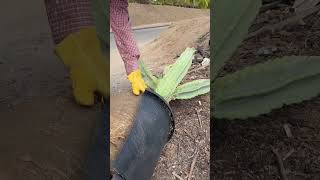 Cutting off pot to replant cactus 🌵 cacti cactus cactusgarden replanting replante foryou [upl. by Deck427]