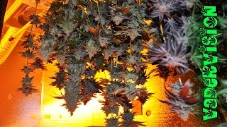 Medical Marijuana Warehouse Harvest [upl. by Nayrbo]