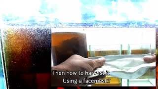 Tips  How To Filter Infusoria Using a Face Mask [upl. by Aker]