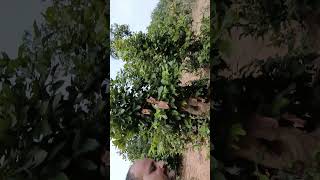 Singrauli ka Jungle area bollywood singrauli lovesong singraulivlog hindisong nature [upl. by Aiekam]