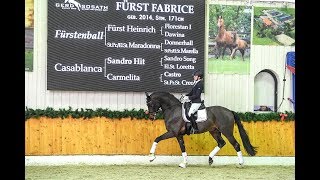 Fürst Fabrice 2014 by Fürstenball  Sandro Hit Stallion Show Sosath 2018 [upl. by Eltsryk]