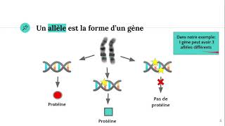 Les allèles [upl. by Gonagle]