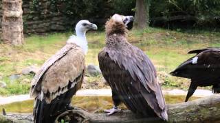 De gieren van Planckendael  Vultures of Planckendael [upl. by Gerri232]