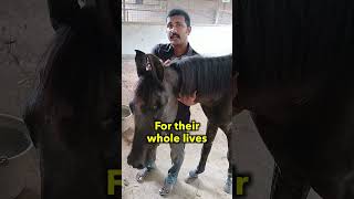 Truth About Horse Rides malayalamkerala mallu mollywood vegan animals rescue keralanews [upl. by Farrison]