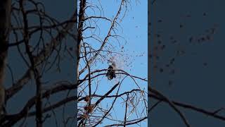 Incredible Airgun Slugs 💥Feather Explosions 🤯You Have to See it to Believe It [upl. by Czarra]