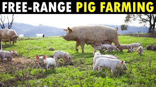 Free range PIG FARMING  Organic Pork Farm [upl. by Cleveland]