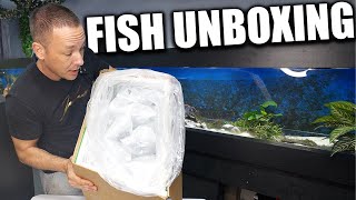 UNBOXING FISH for the 16 foot aquarium The king of DIY [upl. by Anrol938]