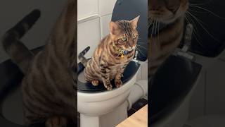 My cat wants me next to him so he can pee in the human toilet catshorts kitten funny bengalcat [upl. by Whorton]