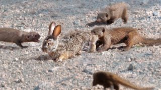 Mongooses Tear Baby Hare Apart [upl. by Quinby142]