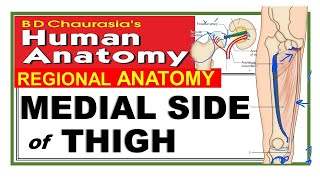 Chp4  Medial Side of Thigh  Lower Limb  Adductor Compartment of Thigh  BD Chaurasia [upl. by Symon982]