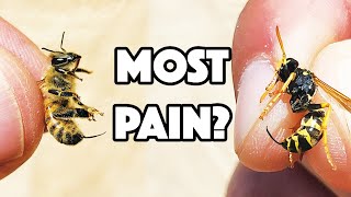 WASP STING Vs BEE STING Which hurt WORST [upl. by Sarajane693]