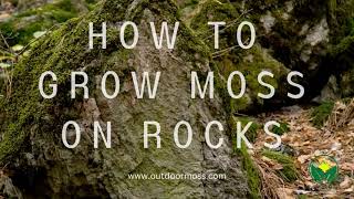 How to Grow Moss on Rocks and Impress Your Friends or Enemies [upl. by Cocks]