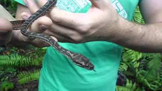 Handling a wild young Carpet Python [upl. by Abraham]