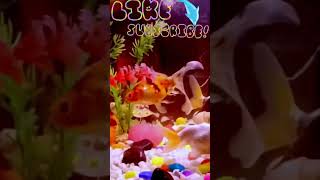 fish aquarium  best coldwater aquarium fish  schooling aquarium fish shortsfeed shortsvideo [upl. by Ribak813]