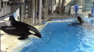 Shamu Stadium Post Show Feeding  SeaWorld San Diego  March 26 2014 [upl. by Dinah]