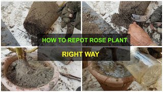 How to Repot your Rose Plant after Getting it from the Nursery [upl. by Raine]