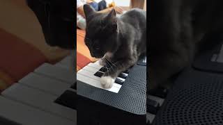 Música gatuna🎶🐱 [upl. by Clausen]