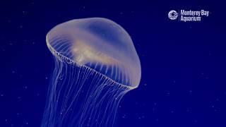 Crystal Jellyfish Are Clearly Awesome [upl. by Nuawtna]