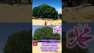 1400 yilik daraxt 😱 shortsviral shoes islam viralvideo uzkino [upl. by Dellora]