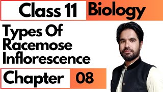 Types of racemose inflorescence  Class 11 biology chap 8 diversity among plants in pashto [upl. by Prosper]