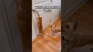 Cat Burglar Part 3 funnyvideos funnycatvideos funnycats dogs funnyanimals smartcat orangecat [upl. by Gottlieb735]