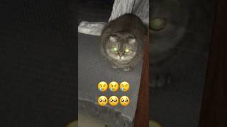 You dont have 2 like me 🥹🥹 but…catshorts cat funny kittens cute pets catvideos catlover [upl. by Aninay769]