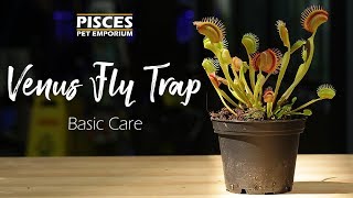 How to Care for the Venus Fly Trap [upl. by Atinnek162]