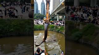 Unbelievable Phone Captures Excavator Finding Giant Snake 🐍 Excavator SnakeDiscovery GiantSnake [upl. by Fanestil]