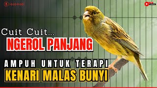 KENARI GACOR PANJANG Rol Rapat EMOSI Cuit cuit Ngerol AMPUH utk Pancingan kenari paud belajar bunyi [upl. by Aes]