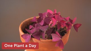 Oxalis triangularis Burgundy Shamrock Houseplant Care—24 of 365 [upl. by Ellenij]