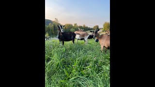 Virtual Fencing Training for Milking Goats [upl. by Noyk]