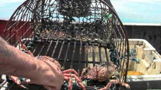 Lobsters in Balmy Barmouth [upl. by Greeley]