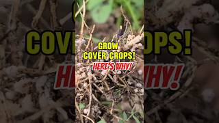 Want GREAT SOIL Grow COVER Crops [upl. by Anua372]