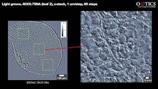 Crop Sciences RampD and Plant Biology with Phi Optics GLIM  no plant tissue clearing [upl. by Nosila]