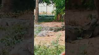 GHARIAL in Alipur Zoo 🐊 Fish eating CROCODILE gharial crocodile alipurzoo kolkata [upl. by Sol]