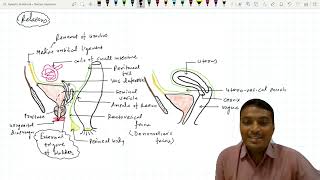 Urinary Bladder  1 External Features [upl. by Inatirb388]