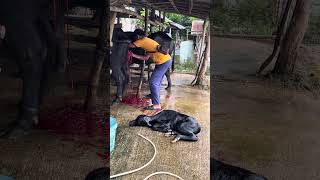 Removing the placenta of the mother carabao after giving birth [upl. by Arlyn]