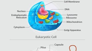 prokaryotic and eukaryotic cell structure and function prokaryoticcells eukaryotic [upl. by Grannia679]